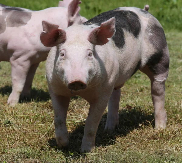 Maialino Maculato Multicolore Posa Sul Campo Giovane Maiale Posa Ambiente — Foto Stock