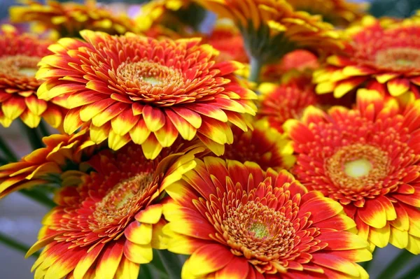 Kırmızı ve turuncu gerbera