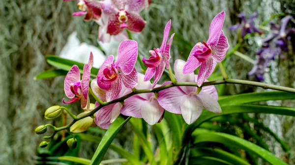 güzel çiçek orkide