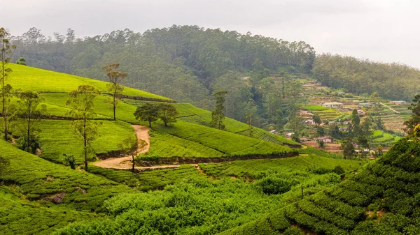 Sri-Lanka peyzaj (yeşil çay)