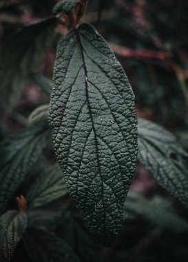 Yeşil yaprakları kapat