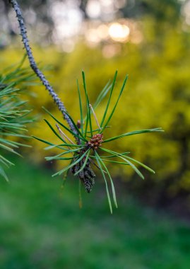 Ağaçta sonbahar yaprakları