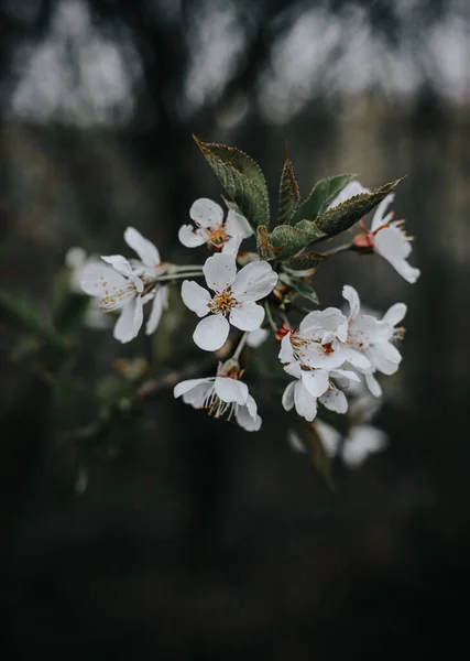 İlkbaharda kiraz ağacı çiçek açar