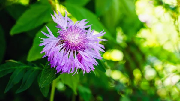 bahar zamanı mor çiçek