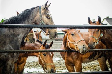 Ahırda güzel atlar var. Hayvan.. 