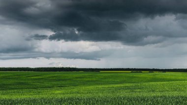 yeşil çimen ve mavi gökyüzü