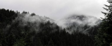 Karpatian Dağları 'ndaki Yeşil Orman