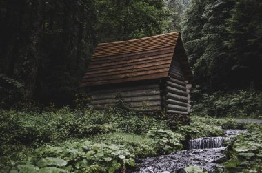 Karpatian Dağları 'ndaki Yeşil Orman