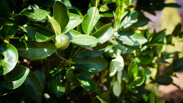 İsrail ağacındaki yeşil turunçgiller