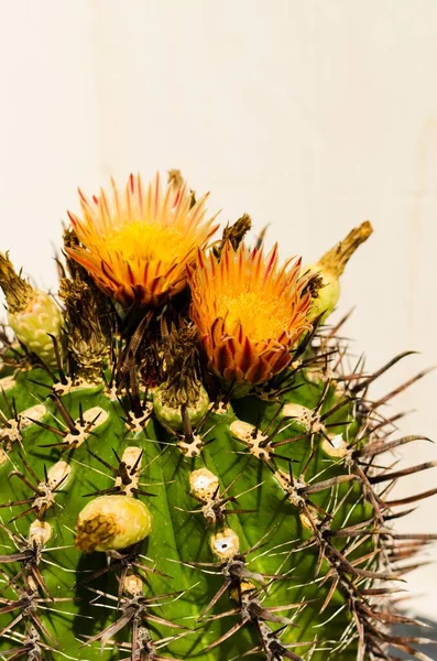 Bahçedeki kaktüsün çiçeği.