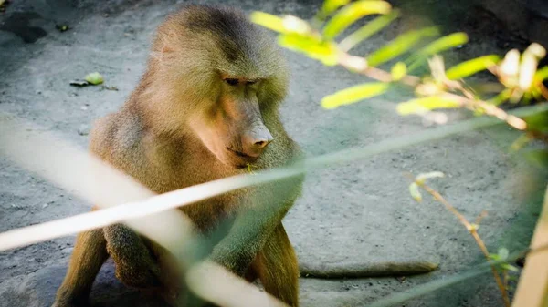 Hayvanat bahçesindeki Macaque. İsrail