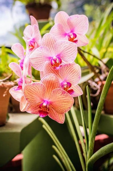 Bahçede çiçekler. Çok güzel. Doğa. Flora.