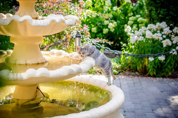 Yeşil arka planı olan bir parkta kedi suyu içti.