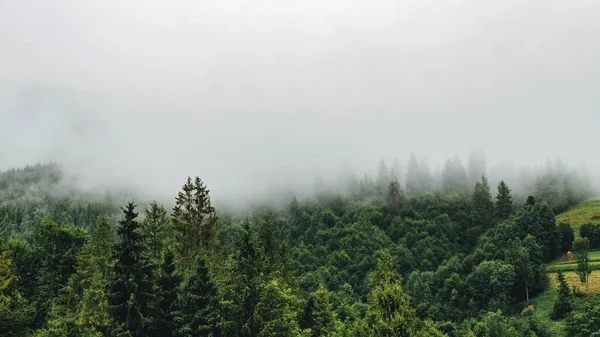 Foresta Verde Nelle Montagne Del Karpatian — Foto Stock