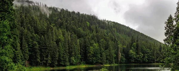Karpatian Dağları 'ndaki Yeşil Orman