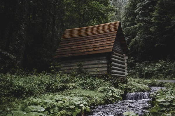 Karpatian Dağları 'ndaki Yeşil Orman