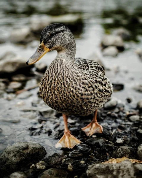 Nehirdeki vahşi ördek