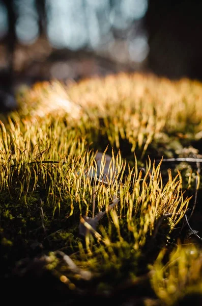  Ormanda sonbahar yaprakları