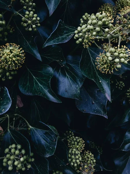 Bahar ağacı yaprakları