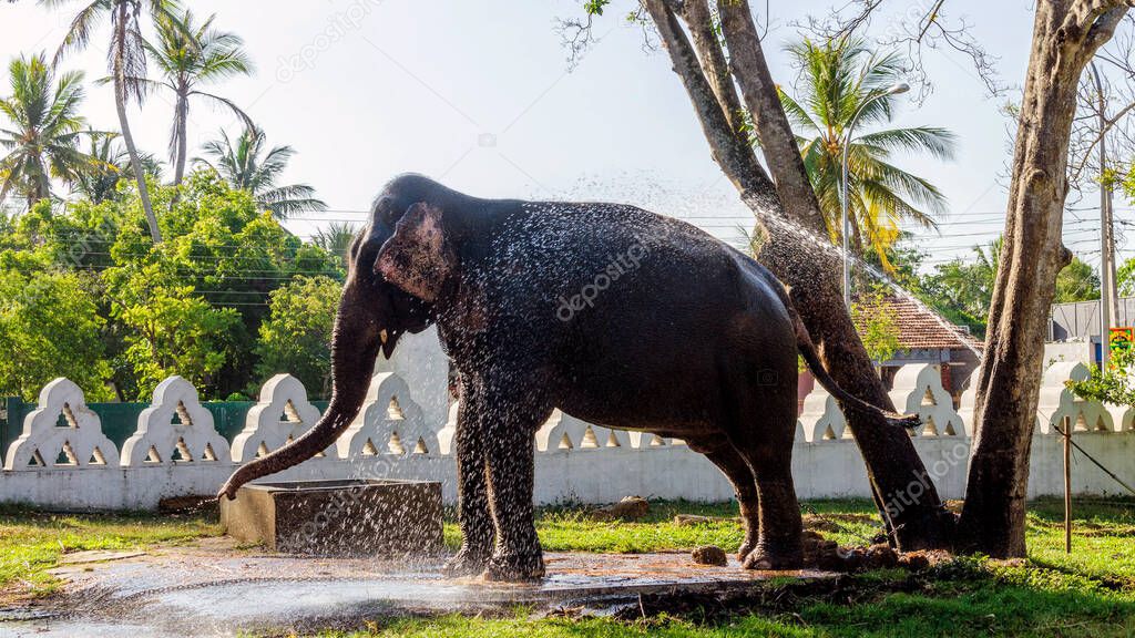 elephant in the park washed with water fountain