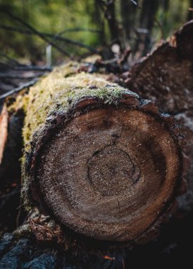 Ormanda ağaç gövdesini kesmiş.