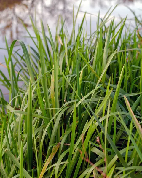 arkaplandaki çimenler