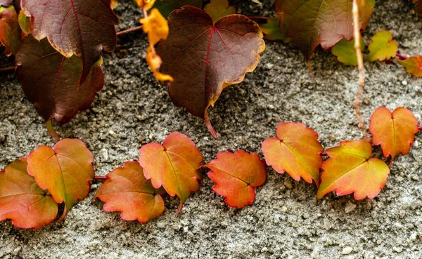 Sonbahar yaprakları yerde ve taşta