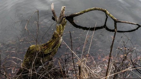 Suyun üzerinde eski bir ağaç dalı 