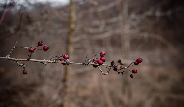 Kış mevsiminde yeşil arka planda kırmızı çilekler