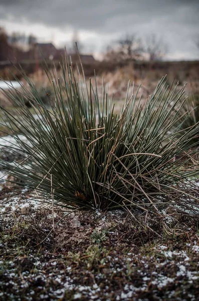 Kışın çölde kaktüs.