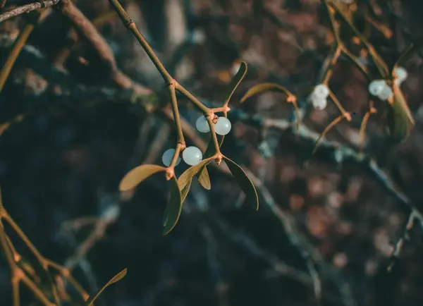 arka planda sonbahar yaprakları