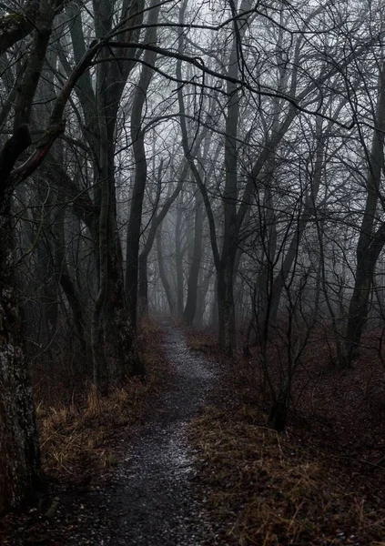 Nebbia Nella Foresta Invernale — Foto Stock