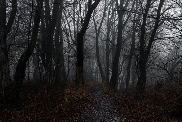 Kış ormanında sis