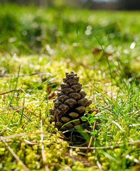 Yeşil arka planda çam kozalağı