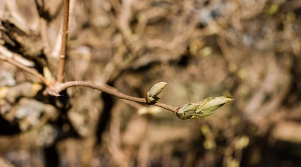 Bahar parkında söğüt dalı