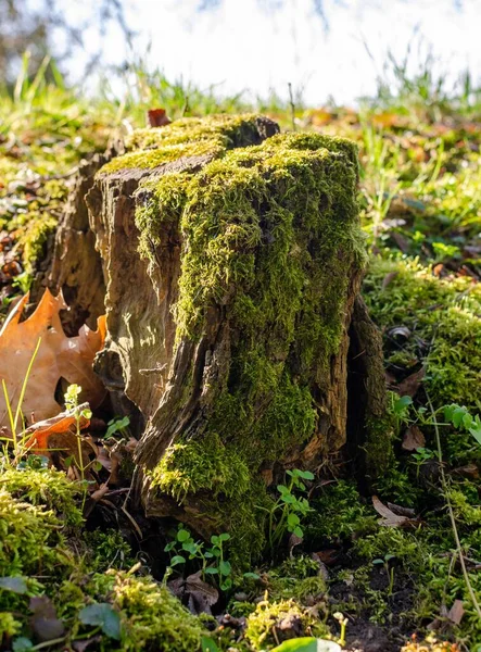 Yeşil arka planda eski bir ağaç