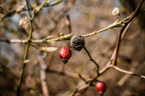Baharda ağaçta kırmızı meyveler