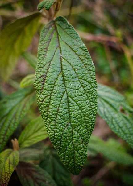 Ağaçta sonbahar yaprakları