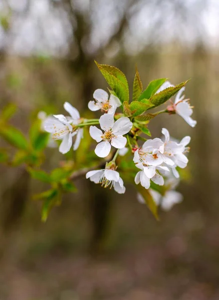 Třešňové Květy Jaře — Stock fotografie