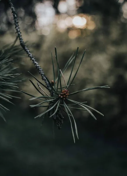 Ağaçta sonbahar yaprakları