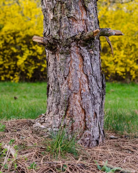 春の古い木の幹 — ストック写真