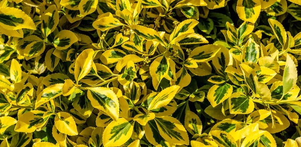 Bahçedeki sarı çiçekler. Güzel arkaplan