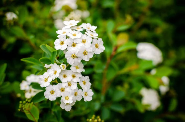 绿色背景的花园中的白花 — 图库照片