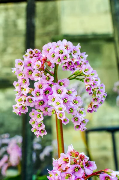 Bahçedeki pembe çiçekler bulanık arkaplanlı