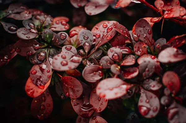 Yağmur sonrası yapraklara yağmur damlaları