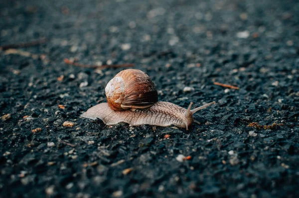 Caracol Camino Después Lluvia —  Fotos de Stock