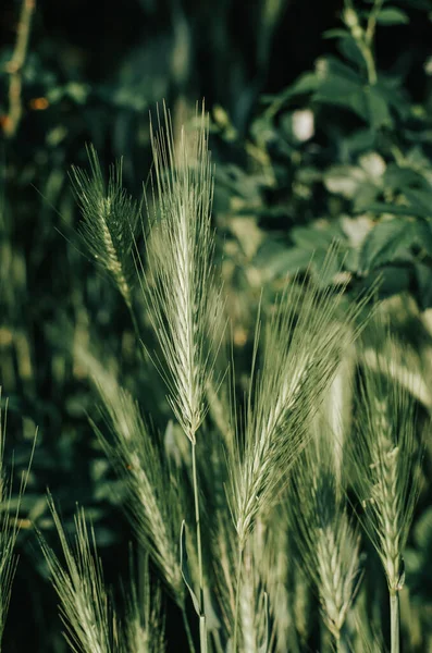 Tarlada buğday kulakları