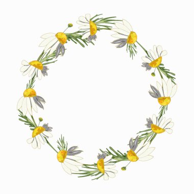 Beyaz arka planda güzel papatya çelenkleri. Eczanede yapraklı papatya çayı. Gerçekçi bir tarz. Bahar deseni.