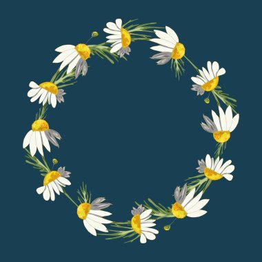 Klasik mavi arka planda güzel papatya çelenkleri. Eczanede yapraklı papatya çayı. Gerçekçi bir tarz. Bahar deseni.