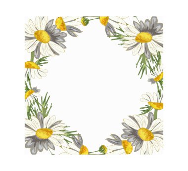 Yuvarlak çerçeveli, beyaz arka planda yabani papatyalar, tomurcuklar ve yapraklar. Eczane şifalı papatya çayı. Yay şekli. Çelenk.